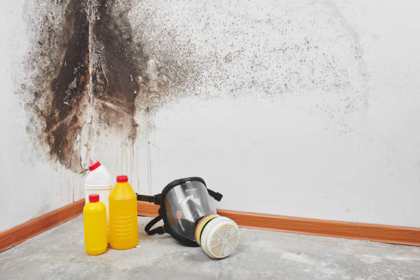 Best Residential Mold Removal  in Buena Vista, CO