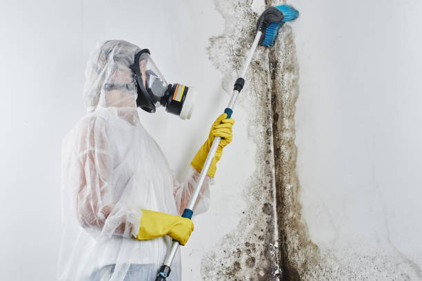 Best Professional Mold Removal  in Buena Vista, CO