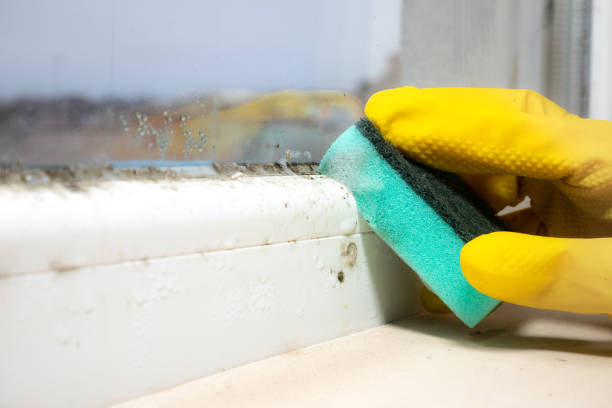 Best Certified Mold Removal  in Buena Vista, CO