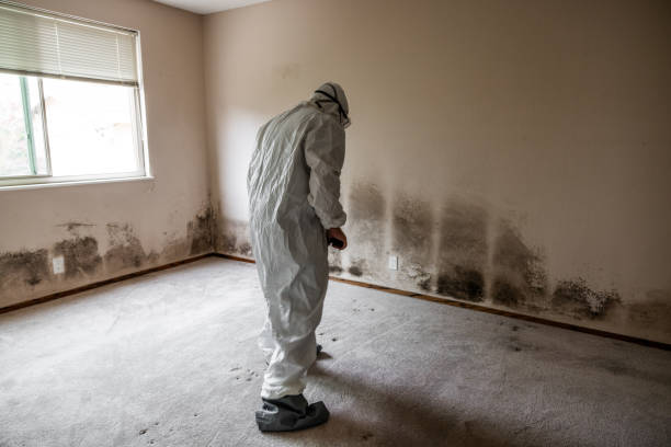 Best Certified Mold Removal  in Buena Vista, CO