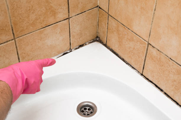 Best Mold Testing  in Buena Vista, CO